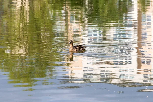 Female Duck Swims Surface Pond — Stock Photo, Image