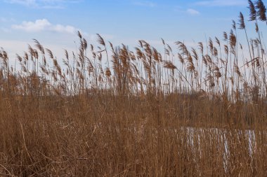 Gölün kıyısındaki uzun kuru çimenler..
