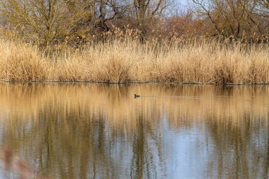 Gölün otlak kıyısı. Siyah bir ördek gölet boyunca yüzer. Çimenler gölün suyuna yansıyor..