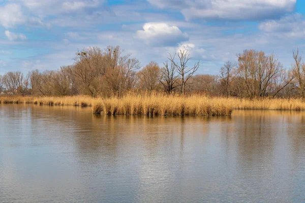 Ein Teich Auf Dem Ufer Gras Wächst Der Ferne Bäume — Stockfoto