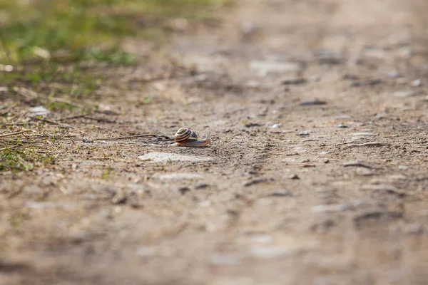 一条小蜗牛爬过一条土路 — 图库照片