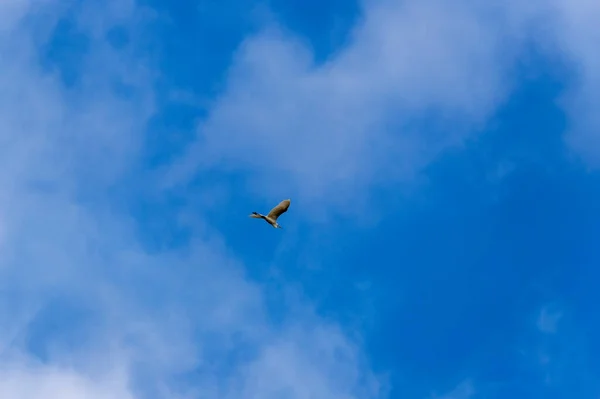 Héron Blanc Vole Avec Des Ailes Tendues Dans Ciel Bleu — Photo