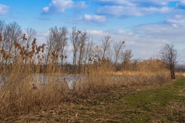 Göletin yanındaki toprak yolda. Göletin kıyısında uzun otlar yetişir. Gökyüzü beyaz bulutlarla mavidir.