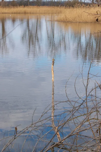Dalların Suya Döküldüğü Bir Gölet — Stok fotoğraf