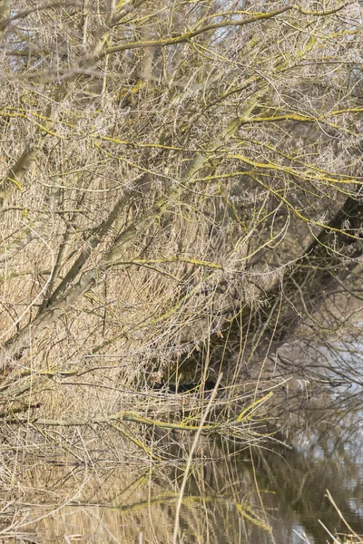Щільні Гілки Дерева Над Водяним Каналом — стокове фото