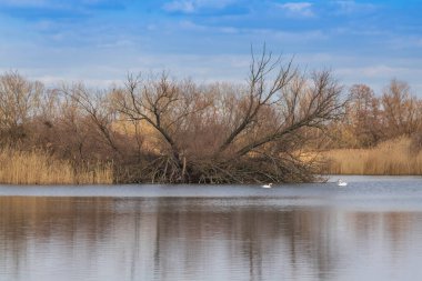 Çimlerin ve ağaçların yetiştiği göletin ortasında bir ada. Etrafta kuğular yüzüyor..