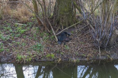 Ağaçların altındaki bir su kanalının kıyısında ölü siyah kuş karabatağı..