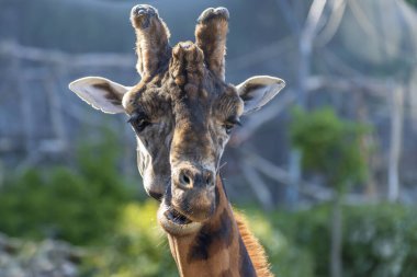 Rothschild 'in zürafası - Zürafa camelopardalis rothschildi - kafa portresi. Arka plan bir fotoğraf tarzıyla bulanık ve fotoğrafta güzel bir bokeh var..
