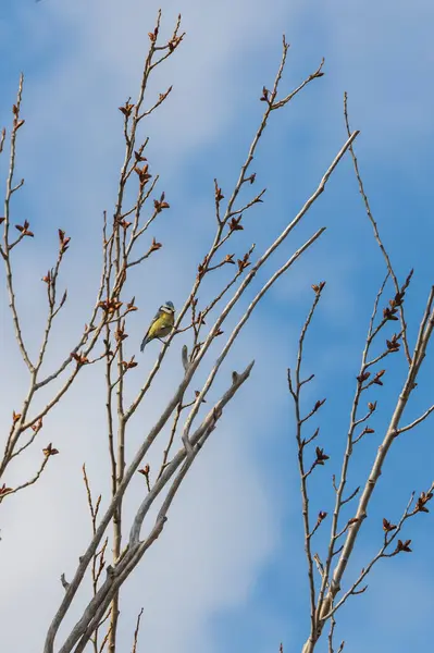 Blue Tit Sitting Branches Tree Blue Sky Background — Photo