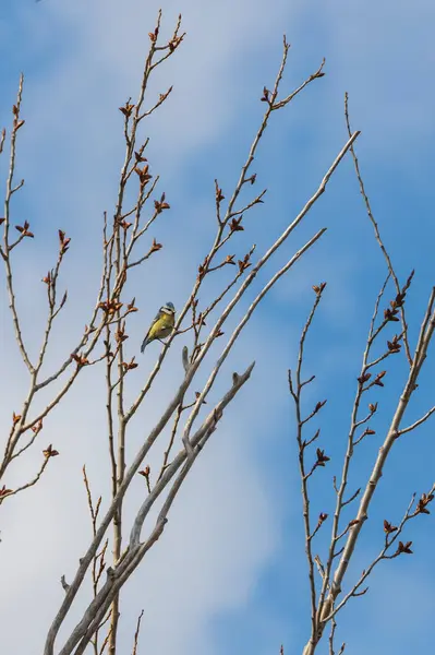 Blue Tit Sentado Las Ramas Árbol Cielo Azul Está Fondo —  Fotos de Stock