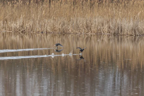 A black bird runs across the surface of the pond.