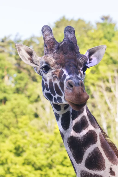 Rothschild Zsiráfja Giraffa Camelopardalis Rothschildi Fej Portré Háttér Elmosódott Egy — Stock Fotó