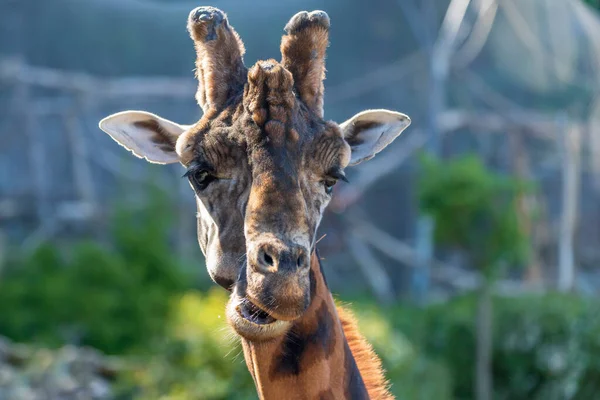 Rothschild Zsiráfja Giraffa Camelopardalis Rothschildi Fej Portré Háttér Elmosódott Egy — Stock Fotó
