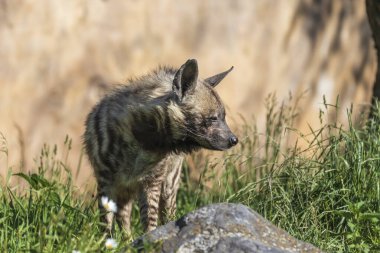 Brindle Sırtlan - Hyaena Hyaena otların arasında bir çayırda duruyor.