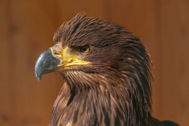 Kahverengi arka planda genç bir kel kartalın portresi.