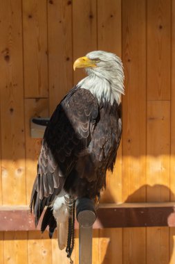Tünekte oturan kel kartal. Kartal şahin güdümlüdür ve kuşhaneye bağlıdır..