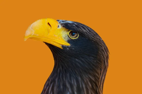 Retrato Águila Marina Sobre Fondo Marrón — Foto de Stock