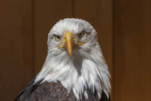 Retrato Frontal Águila Calva Sobre Fondo Marrón Oscuro Ambos Ojos — Foto de Stock
