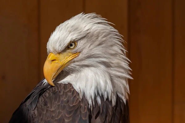 Águila Calva Tiene Cabeza Vuelta Fondo Marrón Oscuro — Foto de Stock