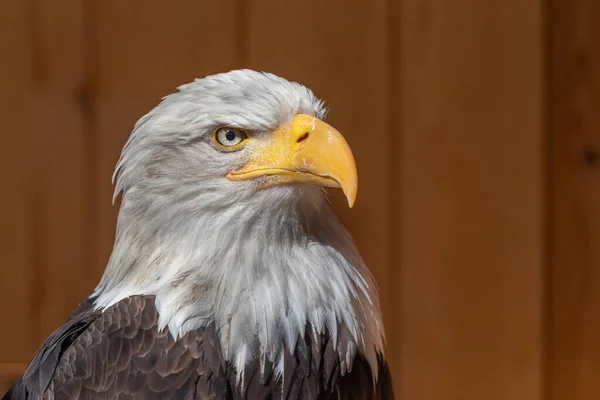Retrato Lateral Águila Calva Sobre Fondo Marrón Oscuro Águila Tiene — Foto de Stock