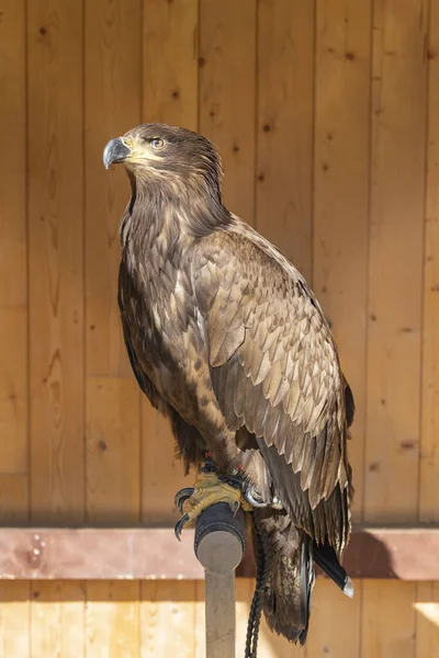 Young Eagle Sitting Perch Tied Falconry Led Background Brown Wooden — Stock Photo, Image