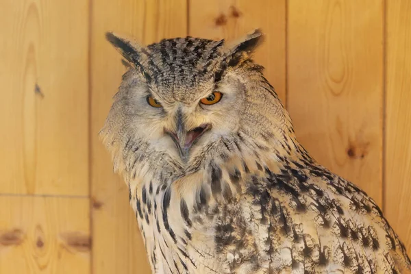 Portrait Une Chouette Aigle Sibérie Occidentale Bec Ouvert Les Yeux — Photo