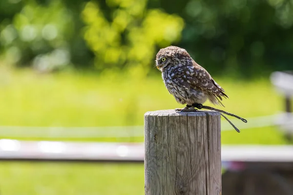 Bufniţă Stând Miză Fotografia Fundal Verde Încețoșat Bokeh Frumos — Fotografie, imagine de stoc