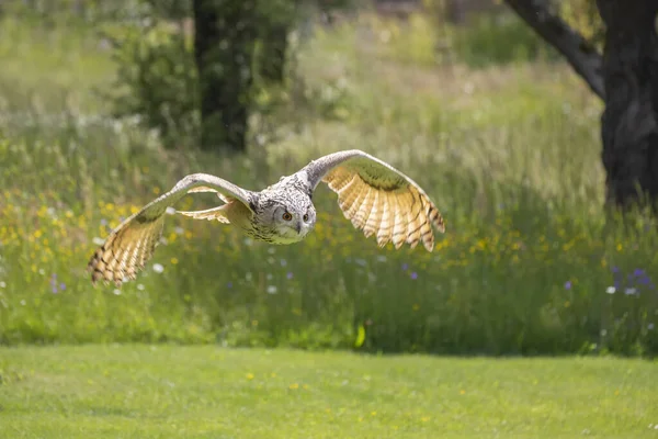 The Great West Siberian Eagle Owl flies low over the ground of a meadow.