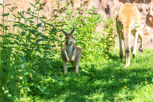 Young red kangaroo sitting on a meadow in the grass. In the background is a large kangaroo.