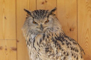 Büyük Batı Sibirya Kartal Baykuşu. İki gözün de görünüyor..