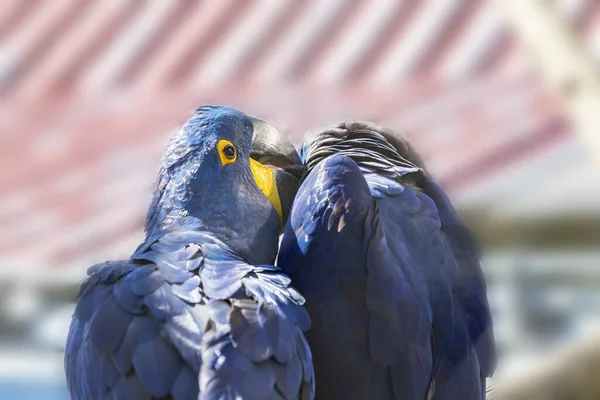 Guacamayo Azul Ara Jacinto Tiene Pico Abierto —  Fotos de Stock