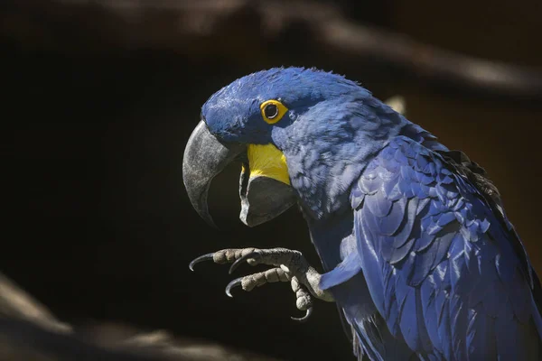 Modrý Macaw Ara Hyacinth Sedí Otevřený Zobák Zvednutou Nohu Drápy — Stock fotografie
