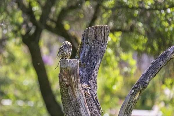 小猫头鹰坐在木桩上 这张照片的绿色背景模糊不清 有很好的防伪效果 — 图库照片