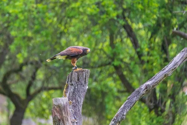 Parabuteo unicinctus - Harris 'in Şahini ormandaki bir çayıra indi ve bir ağaç dalına oturdu. Şahin şahinlendi..