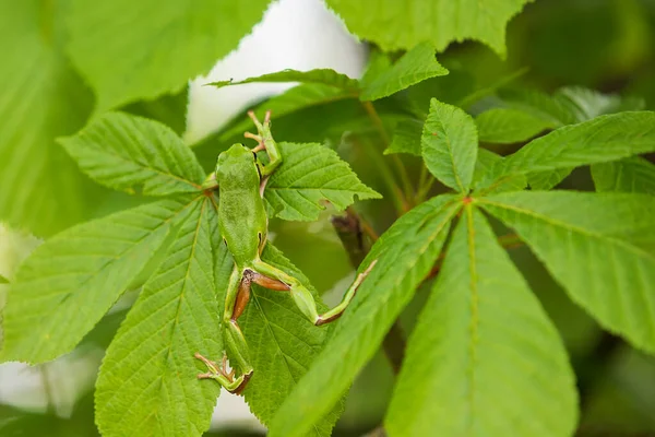 Hyla Arborea Rana Verde Trepa Entre Las Hojas Árbol — Foto de Stock