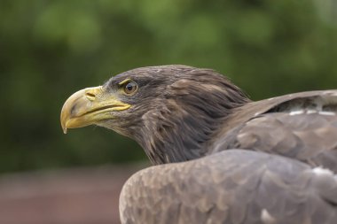 Haliaeetus albicilla - Deniz Kartalı - kafa portresi. Göz ve kavisli gaga görülebilir. Arka planda yeşil bir orman var.
