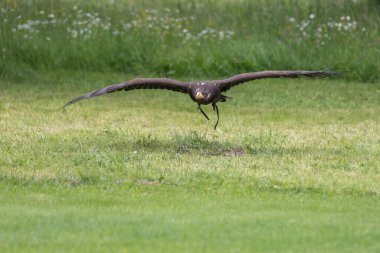 Haliaeetus albicilla - bir şahin deniz kartalı yerden alçaktan uçar. Altında yeşil otlar var..