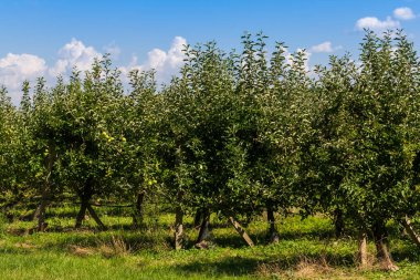 Üzerinde elma yetişen düşük elma ağaçları. Arka planda beyaz bulutlu mavi bir gökyüzü var..