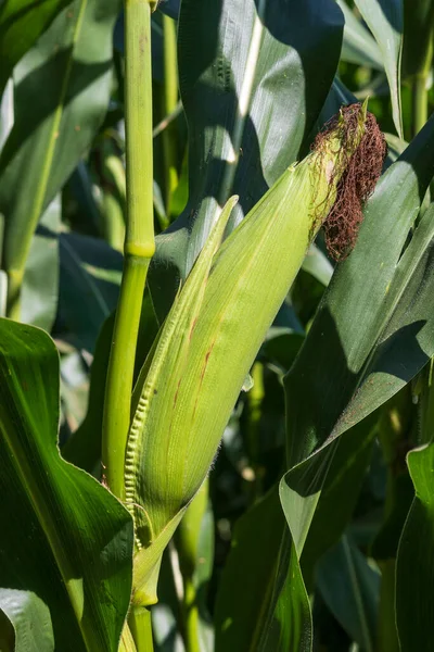 Una Espiga Verde Maíz Crece Tallo Campo — Foto de Stock