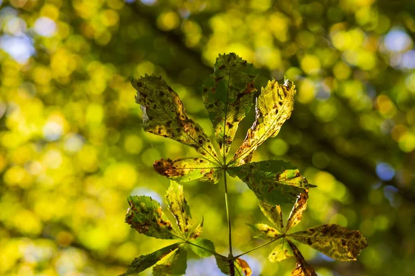 Liść Drzewa Kasztanowego Sfotografowany Dołu Tło Piękne Bokeh Błękitne Niebo — Zdjęcie stockowe