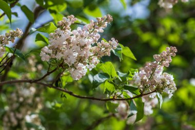 Yeşil çalılıklarda açan beyaz leylak. Mavi gökyüzü arka planda parlıyor..