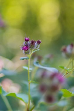 Yeşil orman arka planında çiçek açan devedikeni. Fotoğrafta güzel bir bokeh var..