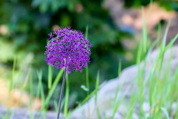 緑の草原の背景にボールの形をした美しい紫色の花 — ストック写真