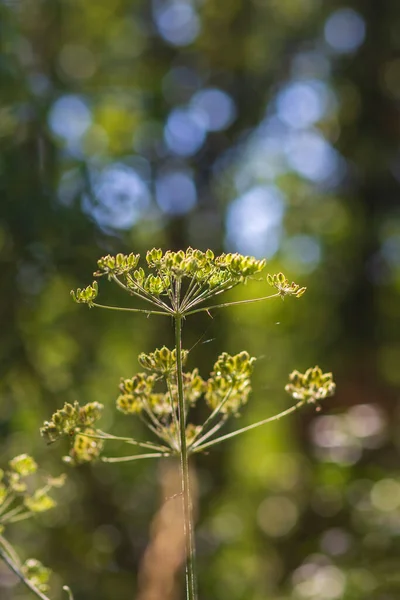 Vilda Blommande Grã Skog Bakgrund Fotot Har Fin Bokeh — Stockfoto