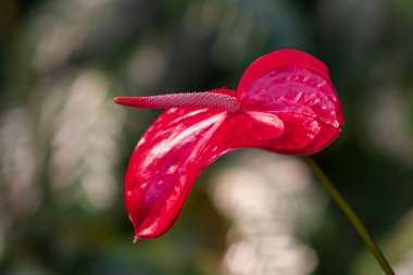 Çevresi yeşil yapraklarla çevrili kırmızı Anthurium ve güzel bokeh..
