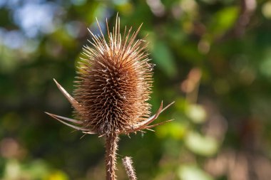 Yeşil arka planda bir devedikeni. Güzel şaka..