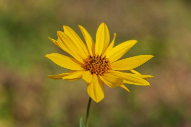 Arıyı dölleyen bir demet sarı çiçek.