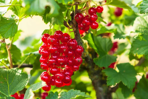 Sabrosas Bayas Grosella Roja Sobre Fondo Verde — Foto de Stock