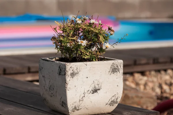 Kleine Bloemetjes Genesteld Een Mok Bloempot Staat Bruin Terras — Stockfoto