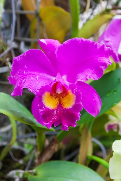 Hermosa Flor Colorida Orquídea Con Fondo Verde Hermoso Bokeh — Foto de Stock